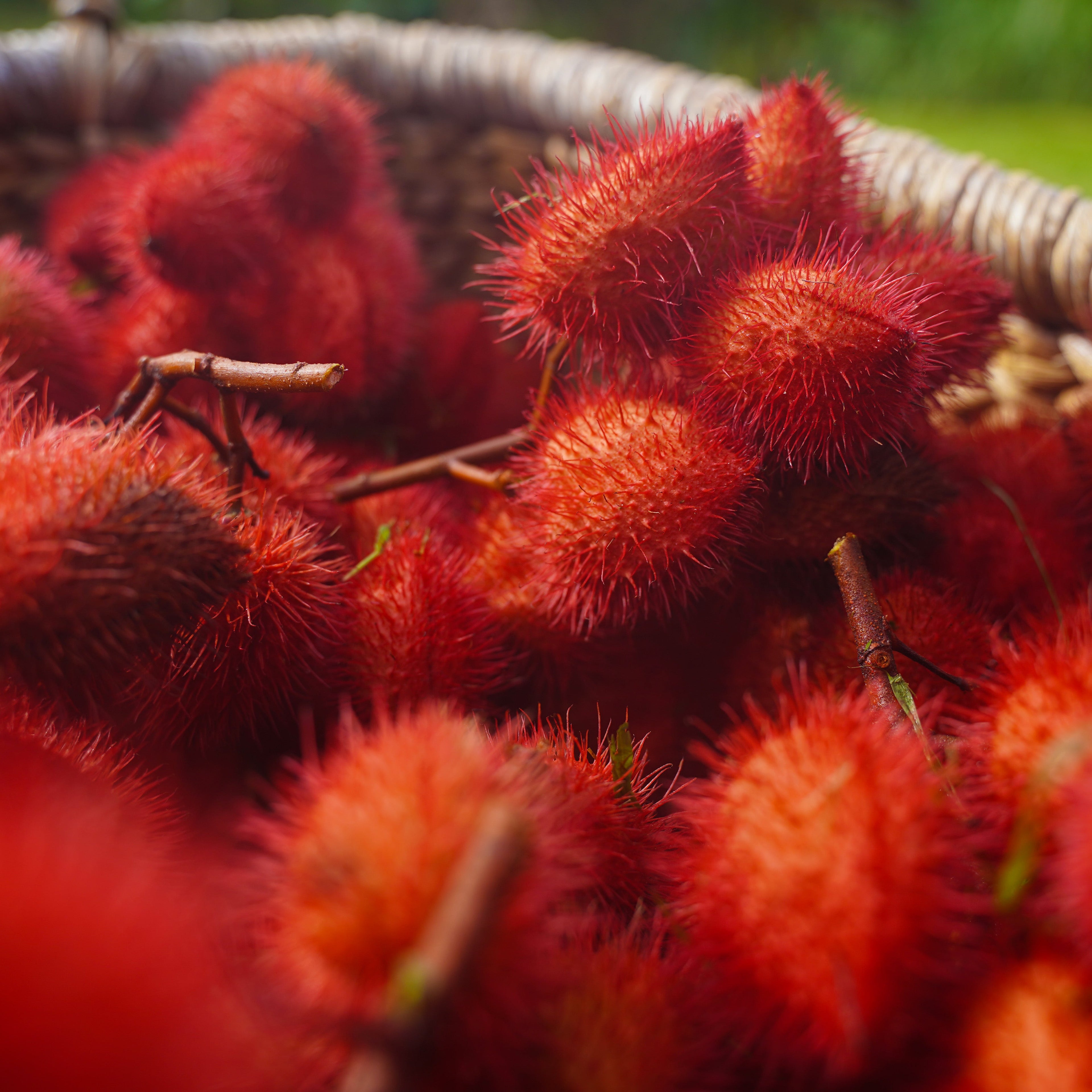 Annatto Salve