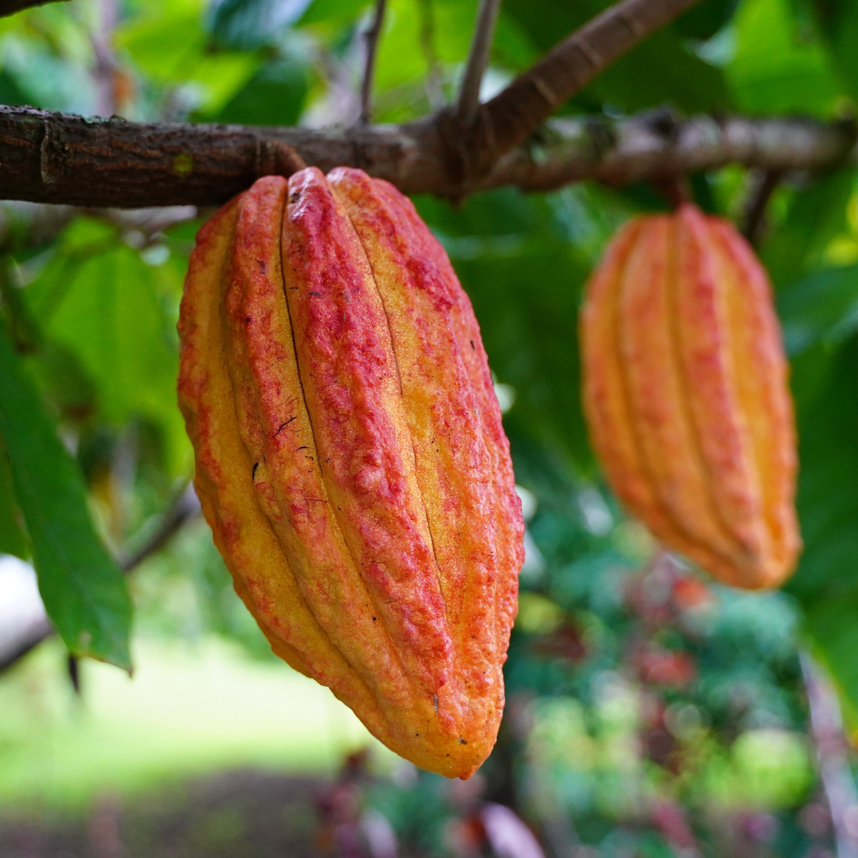 Cacao Elixir Powder