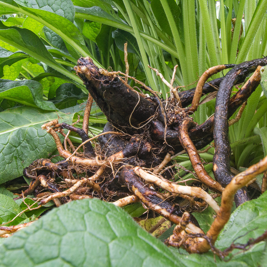 Comfrey Cast