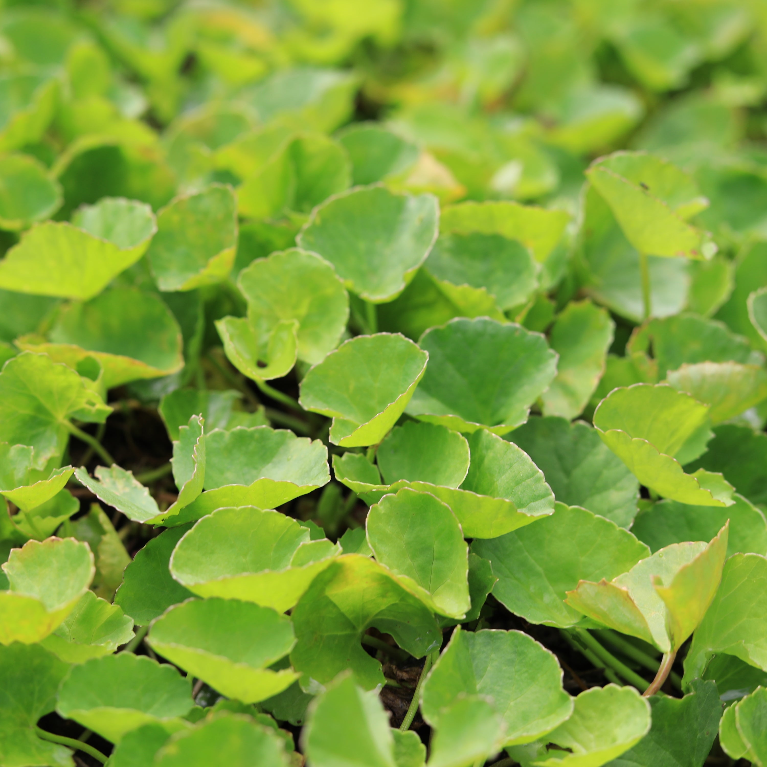 Gotu Kola Tincture
