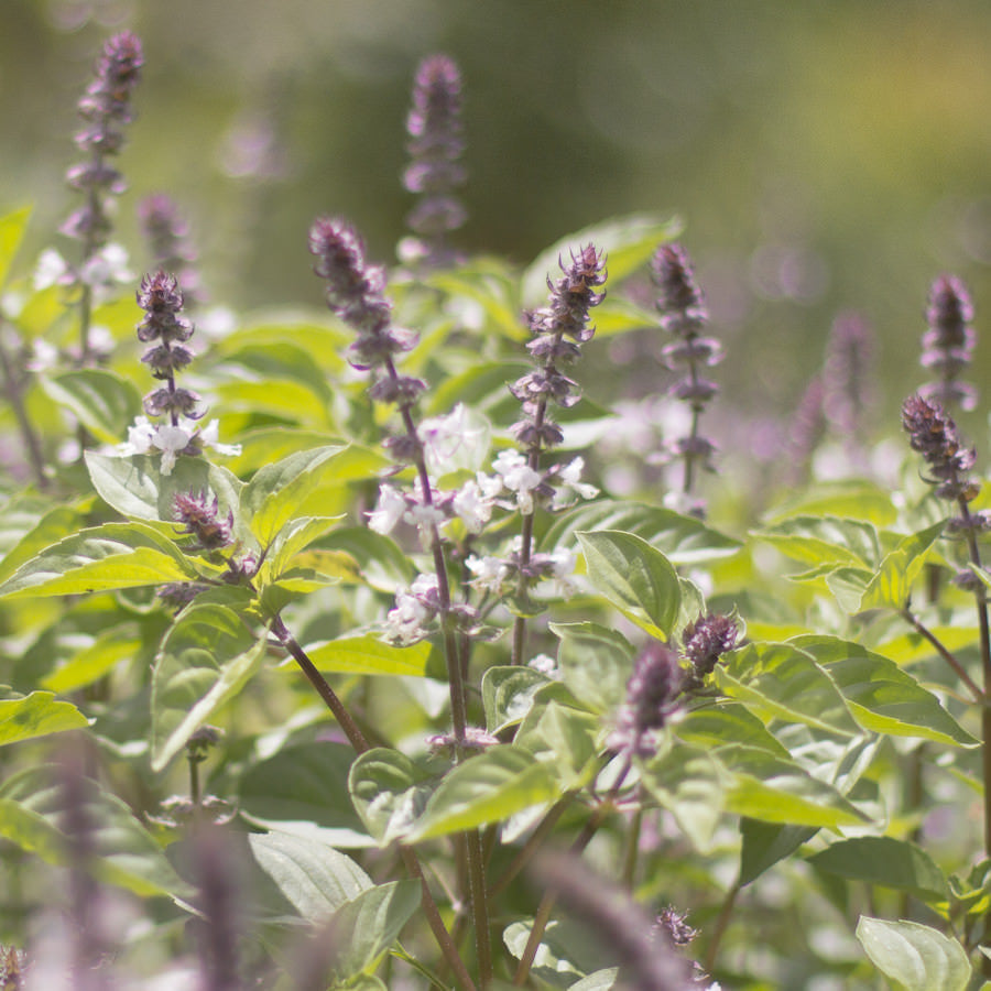 Tulsi Tincture