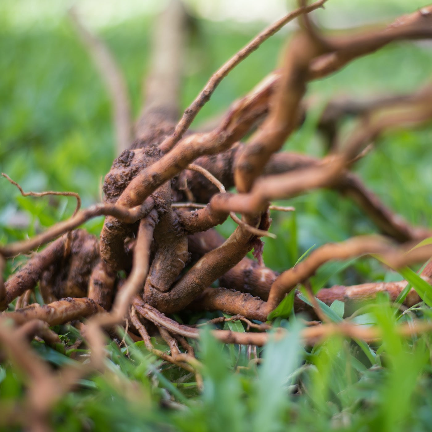 Cacao Ashwagandha Serum