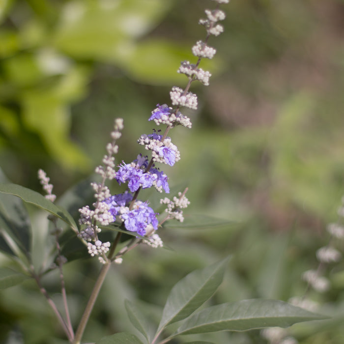 Chaste Berry Tincture